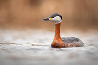 Red-necked Grebe / Perkoz rdzawoszyi