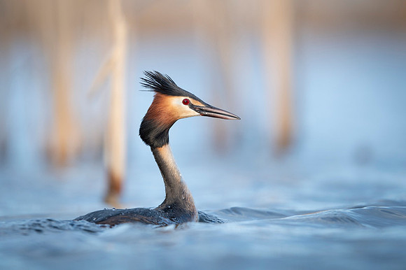 Great Crested Grebe / Perkoz dwuczuby