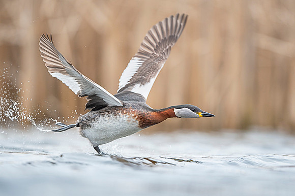 Red-necked Grebe / Perkoz rdzawoszyi