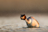 Great Crested Grebe / Perkoz dwuczuby