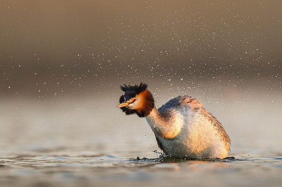 Great Crested Grebe / Perkoz dwuczuby