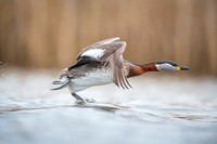 Red-necked Grebe / Perkoz rdzawoszyi