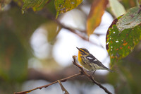 Blackburnian Warbler