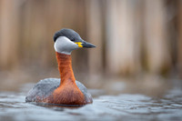 Red-necked Grebe / Perkoz rdzawoszyi