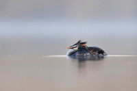 Great Crested Grebe / Perkoz dwuczuby