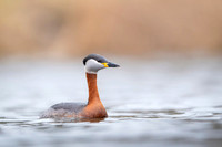 Red-necked Grebe / Perkoz rdzawoszyi