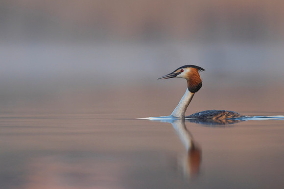 Great Crested Grebe / Perkoz dwuczuby