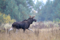 Moose / Łoś