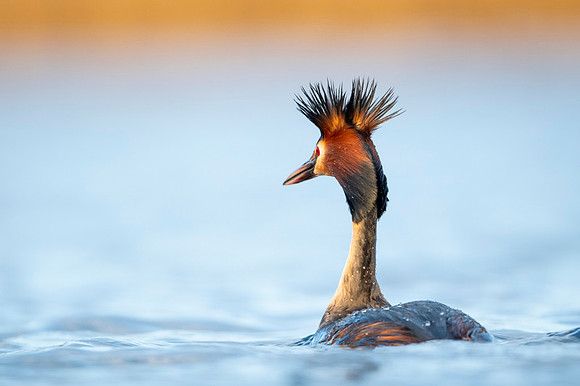 Great Crested Grebe / Perkoz dwuczuby