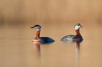 Red-necked Grebe / Perkoz rdzawoszyi