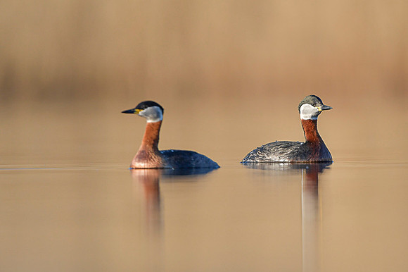 Red-necked Grebe / Perkoz rdzawoszyi
