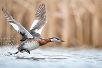 Red-necked Grebe / Perkoz rdzawoszyi