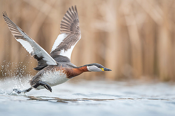 Red-necked Grebe / Perkoz rdzawoszyi