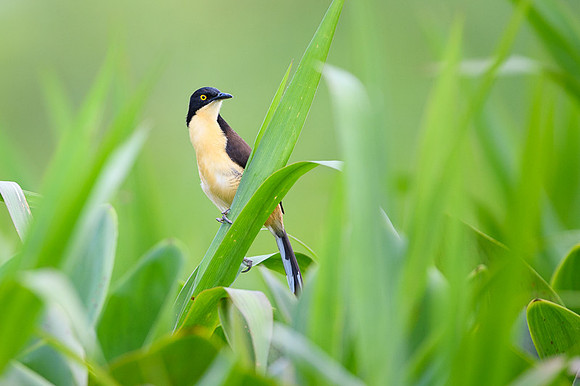 Black-capped Donacobius
