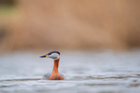 Red-necked Grebe / Perkoz rdzawoszyi
