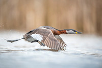 Red-necked Grebe / Perkoz rdzawoszyi