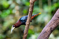 Chestnut-headed oropendola