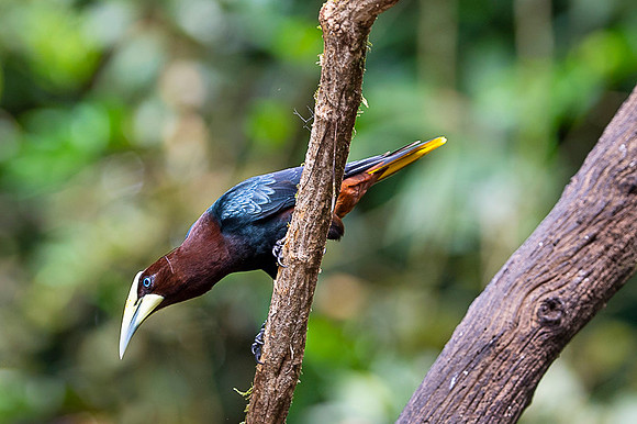 Chestnut-headed oropendola