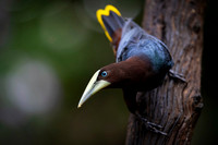 Chestnut-headed oropendola