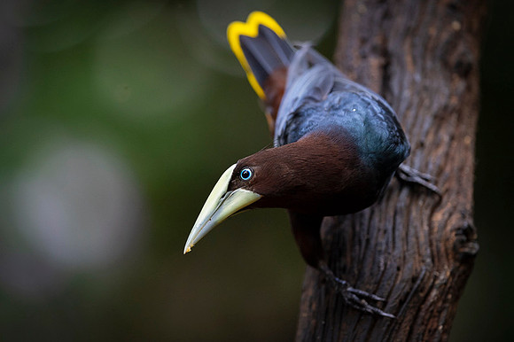 Chestnut-headed oropendola