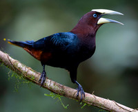 Chestnut-headed oropendola