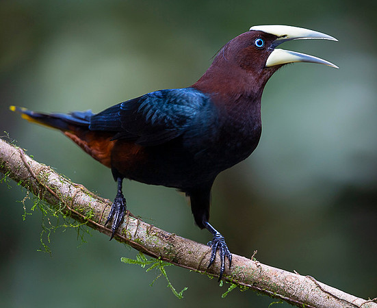 Chestnut-headed oropendola