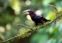 Chestnut-headed oropendola