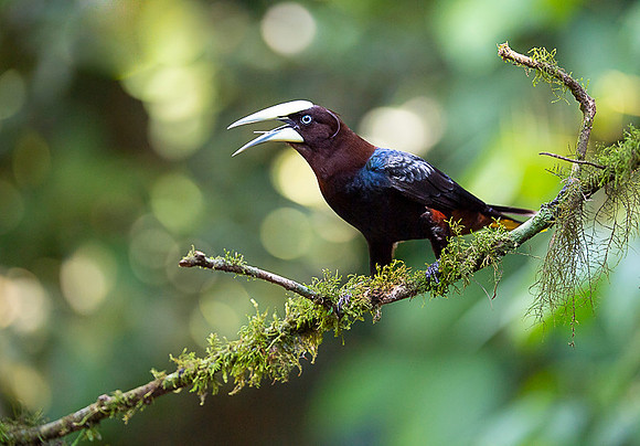 Chestnut-headed oropendola
