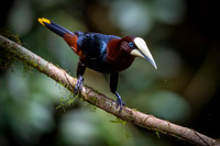 Chestnut-headed oropendola