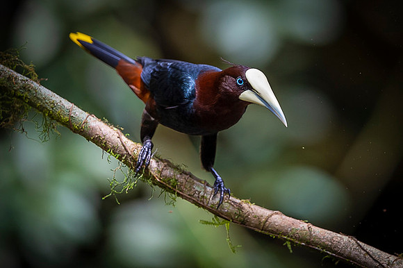 Chestnut-headed oropendola
