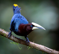 Chestnut-headed oropendola