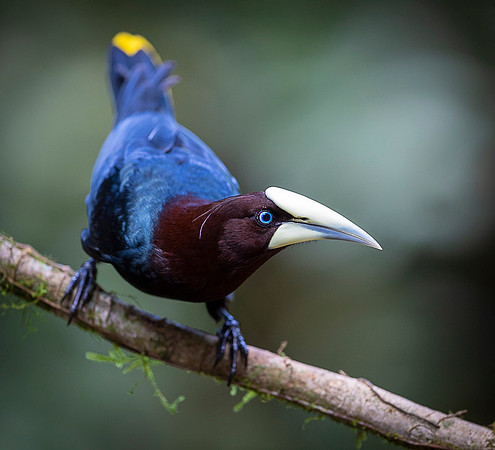 Chestnut-headed oropendola