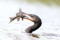 Neotropic Cormorant