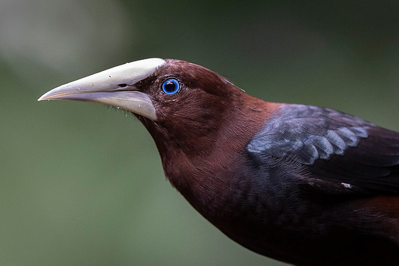 Chestnut-headed oropendola