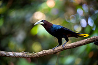 Chestnut-headed oropendola