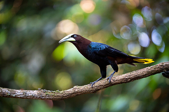 Chestnut-headed oropendola