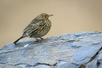 South Georgia Pipit