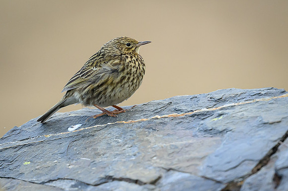 South Georgia Pipit