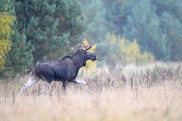 Moose / Łoś