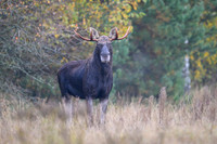 Moose / Łoś