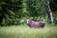 Moose / Łoś