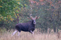 Moose / Łoś