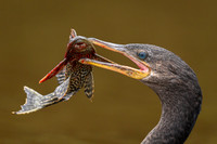 Neotropic Cormorant