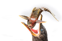 Neotropic Cormorant
