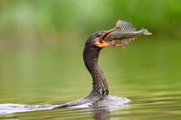 Neotropic Cormorant