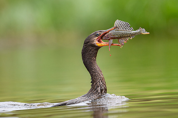 Neotropic Cormorant