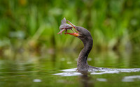 Neotropic Cormorant