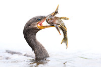 Neotropic Cormorant