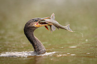 Neotropic Cormorant