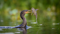 Neotropic Cormorant